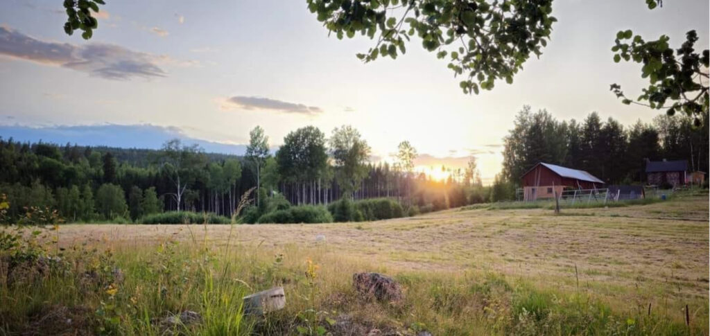 Bearfarm on the hill - offgrid farm in vaermland, sweden